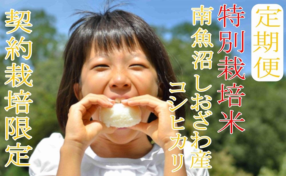 【令和7年産】※定期便：8Kg×3ヶ月※特別栽培 生産者限定  南魚沼しおざわ産コシヒカリ【2025年10月上旬より順次発送予定】