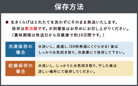 国産 生きくらげ 1kg（ご家庭用）【2025年5月下旬～6月下旬発送】