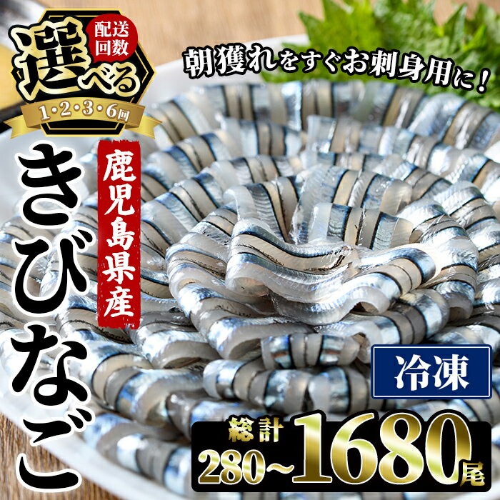 【ふるさと納税】＜配送回数が選べる！＞ 鹿児島県産！阿久根のきびなごお刺身セット (280～1680尾) 冷凍 魚介類 海鮮 魚 きびなご キビナゴ 刺身 さしみ 刺し身 青魚 子魚 小分け 定期便 阿久根市産 国産 【椎木水産】
