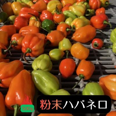 ふるさと納税 熊野市 【テレビで紹介されました】【熊野唐辛子】ハバネロ(粉末) 500g