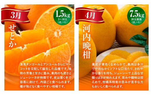 【愛媛県共通返礼品】【定期便】愛媛の柑橘定期便（全6回）（日の丸みかん・紅まどんな・いよかん・デコポン・せとか・河内晩柑） ※2026年11月～2027年4月に毎月1回発送予定 【 ふるさと納税 人気