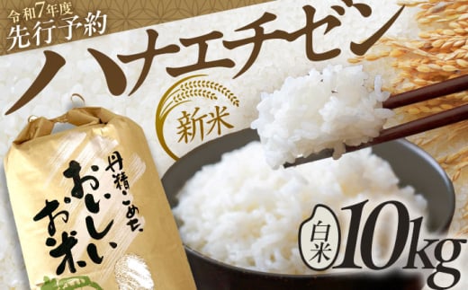 【先行予約 8月下旬より順次発送 】 【令和7年産】 ハナエチゼン 白米 10kg / 米 お米 精米 小浜市 / 北川博司 [BFDG004]