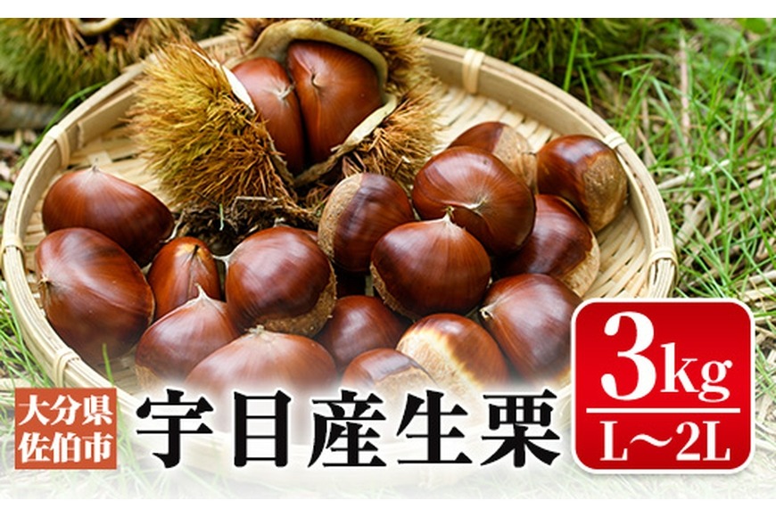 ＜先行予約受付中！2025年9月初旬から10月中旬に順次発送予定＞宇目産生栗(計3kg) 和栗 国産栗 くり 果物 フルーツ 冷蔵 大分県 佐伯市【AY75】【公益財団法人さいき農林公社】