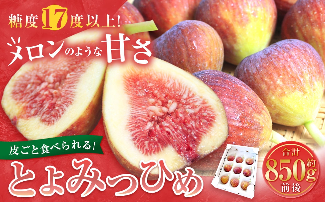 
                  皮ごと食べれる！とよみつひめ 約850g 【2026年7月下旬～9月上旬順次発送予定】 無花果 いちじく 果汁 糖度 ビタミン ペクチン ミネラル 消化酵素 国産 福岡県産 くだもの 果物 フルーツ
                