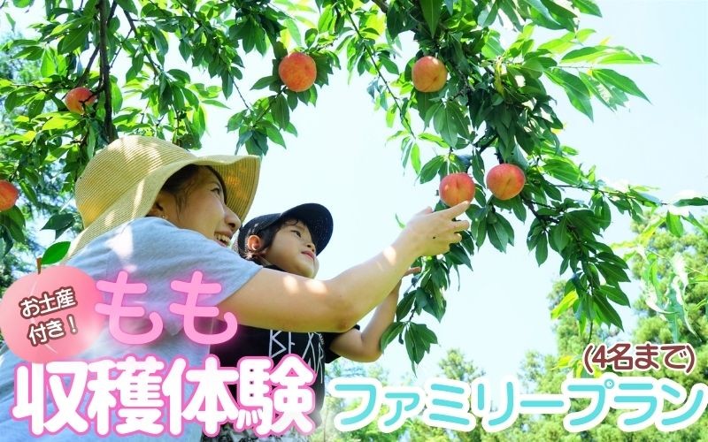 
                  お土産付き 収穫体験ファミリープラン 4名まで / あおぞらふぁーむ 桃 完熟 かつらぎ町 高野山麓 和歌山県 体験型返礼品 収獲体験 体験 もも【aozf011】
                