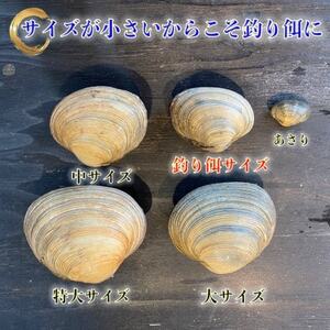 岬だより 天然大あさり釣り餌用 6個入り×4袋セット