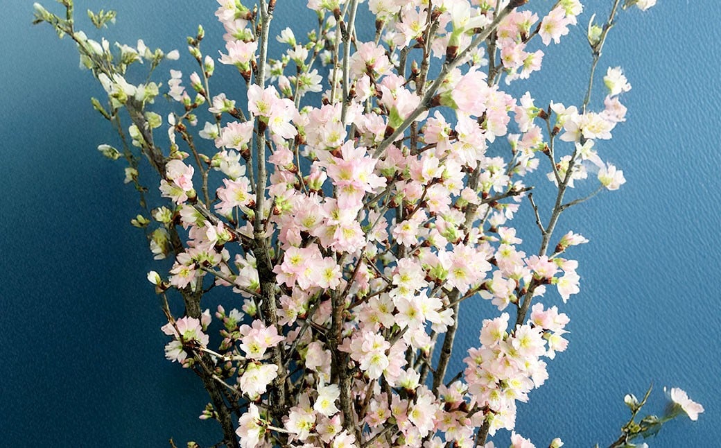 啓翁桜 約90cm×10本 桜 さくら サクラ 花