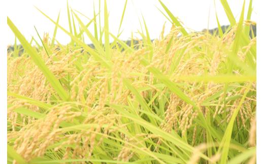 無洗米 こしひかり 5kg 新米 米 令和8年度 5kg 茨城県 鹿嶋市 