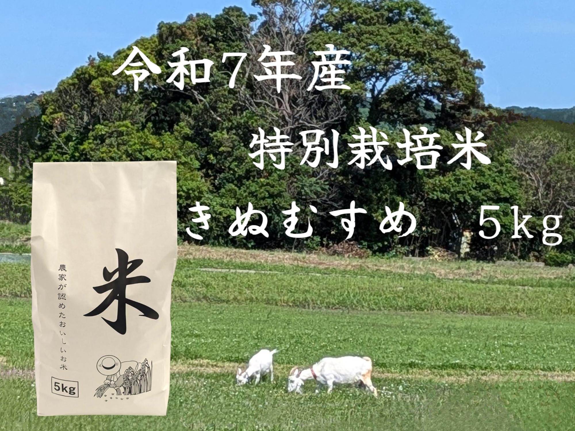 
            鳥取県産特別栽培米「きぬむすめ」　令和７年産米
          
