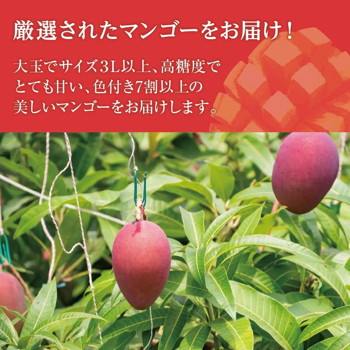 (先行受付)アップルマンゴー 南城市 約1kg (2～3玉)   