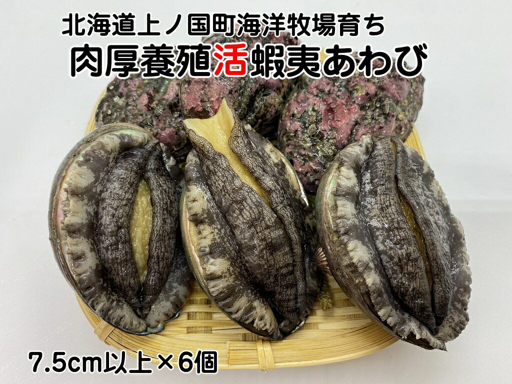 【ふるさと納税】海洋牧場育ち養殖活蝦夷あわび（7.5cm以上×6個）　活アワビ　鮑　海鮮　産地直送　魚介類　海の幸　おせち　エゾアワビ　冷蔵　アワビ　BBQ　バーベキュー　蝦夷鮑
