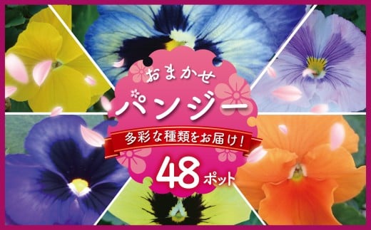 パンジー おまかせ 48ポット 花 生産農場 直送 寄せ植え ガーデニング 観葉植物 緑 はな hana 苗 ぱんじー ハナ hana グリーン ぐりーん panji- DIY 生花 しょくぶつ アレンジメント スタンド花 プランター ベランダ 食べ物以外 庭 季節の花 庭づくり 植物 渡辺花園 神奈川 湘南 藤沢
