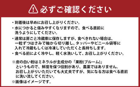 訳あり シャインマスカット 2～4房 計約1.5kg ご家庭用 【2025年10月上旬～12月上旬発送予定】 ／ マスカット 葡萄 ブドウ 種無し 種なし