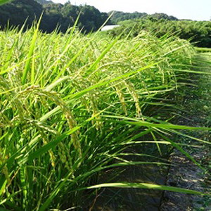 すくも産コシヒカリ 10kg 白米