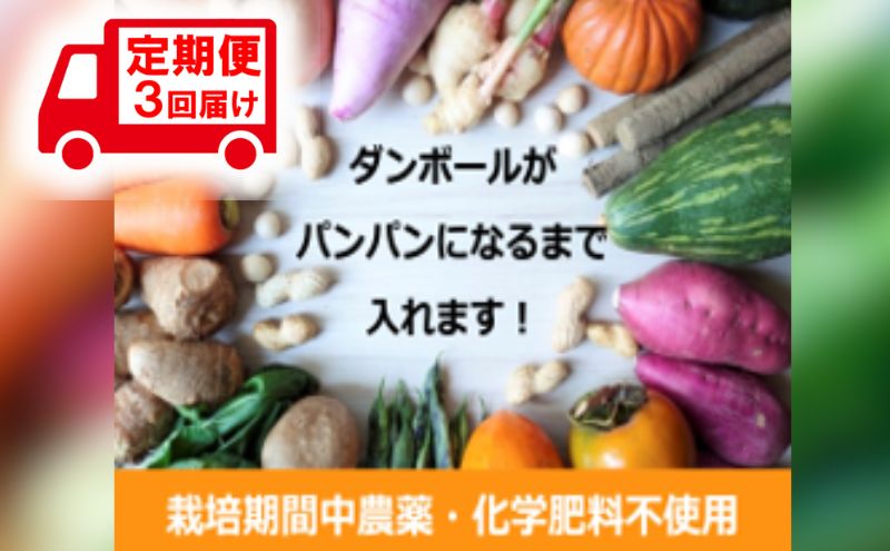 野菜 定期便 3ヶ月 2～4名様向け 野菜6種 セット＋加工品 旬の野菜 生野菜 やさい 新鮮 鮮度 産地直送 詰め合わせ 冷蔵 千葉 定期 お楽しみ 3回