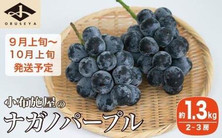 ナガノパープル 約1.3kg 2～3房 ［小布施屋］ 果物 フルーツ ぶどう 葡萄 令和8年産【2026年9月上旬～10月上旬発送】[B-5]