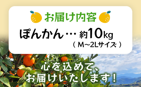 ＜ぽんかん 約10kg＞ 果物 フルーツ みかん ミカン 蜜柑 オレンジ 柑橘 椪柑 ポンカン 食べて応援 特産品 JA えひめ南農業協同組合 愛媛県 西予市【常温】『2025年1月～2月迄に順次出荷