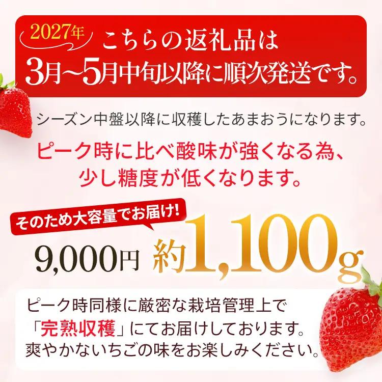 いちご あまおう 約1100g R9年3～5月中旬発送 いちご