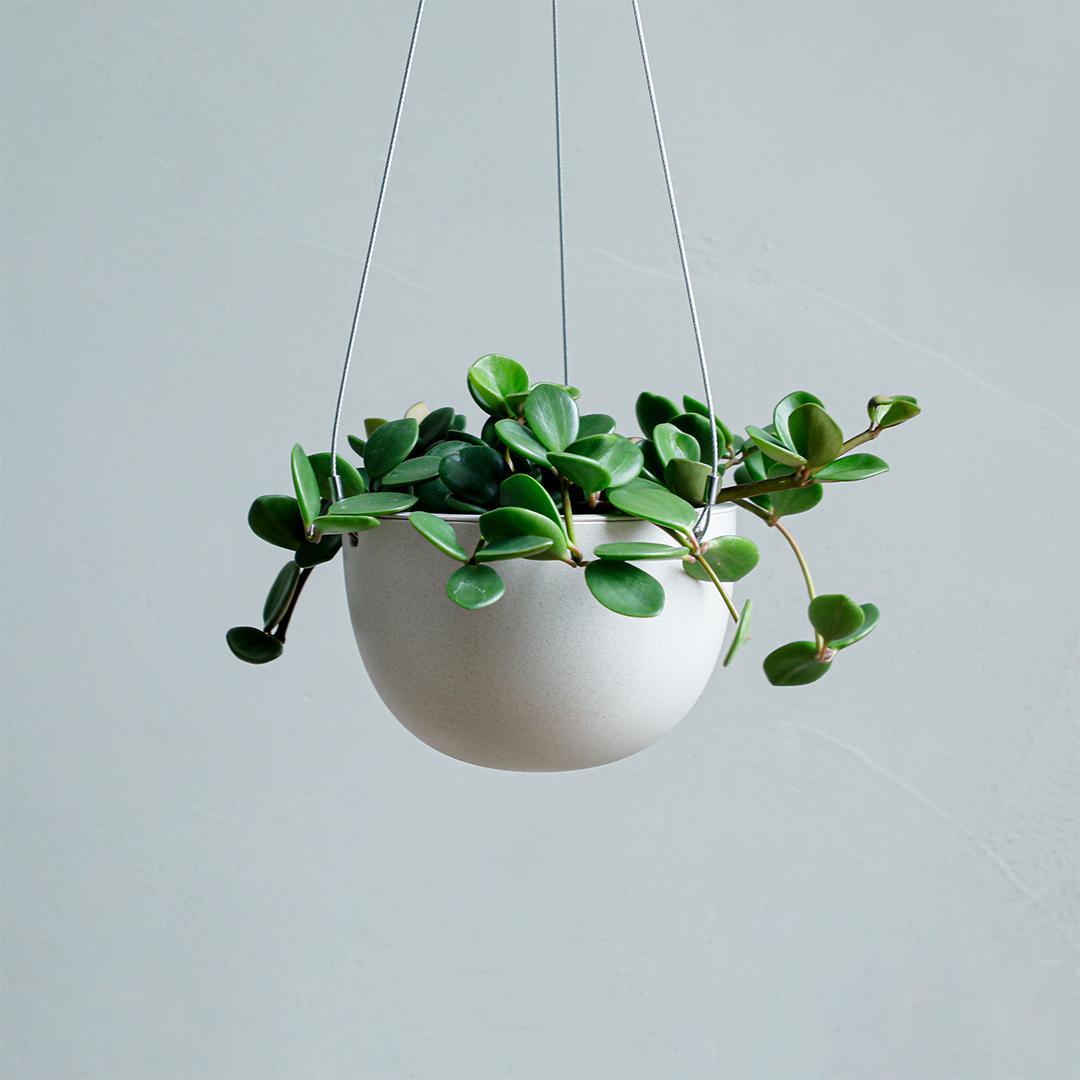 【ふるさと納税】 【 観葉植物 】MOLLIS ペペロミア ホープ 多肉植物 ハンギング グリーン インテリア KINTO