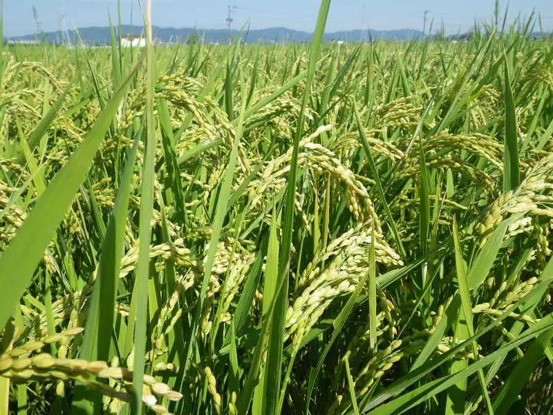 【白米】 夢つくし （特別栽培米） 約5kg 福岡県産 令和8年産 米 こめ コメ