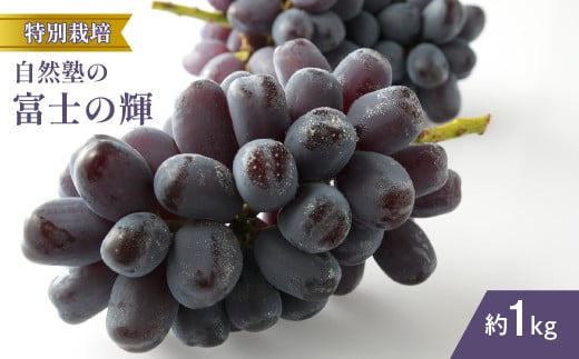 【2026年発送★先行予約】減農薬『特別栽培』自然塾の富士の輝1kg 207-003-26y