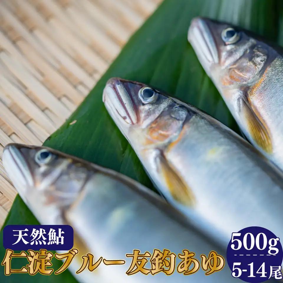 有名料亭も絶賛！鮎屋仁淀川の仁淀ブルー友釣り天然鮎500g（5-14尾）【2026年6月アユ漁解禁後発送】