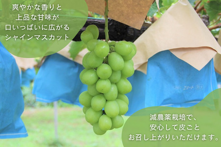 シャインマスカット＆黒系ぶどう詰め合わせ 1kg(2〜3房) 先行予約 | シャインマスカット しゃいんますかっと ぶどう ブドウ 葡萄 高級 田原ぶどう園 埼玉県 杉戸町