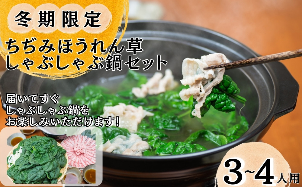 
            【冬期限定】 東松島産 ちぢみほうれん草 しゃぶしゃぶ鍋セット  【2024年12月6日 初回発送開始予定】 ほうれんそう ホウレンソウ 鍋 なべ  オンラインワンストップ 自治体マイページ
          