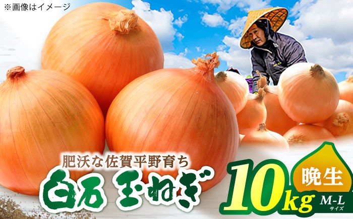 
            玉ねぎ 10kg 【片渕農園】 [IDG002]
          