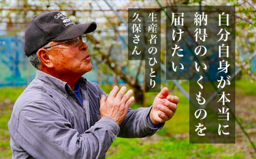 旬のさくらんぼ 佐藤錦、紅秀峰、紅佐藤、紅香、サミット 約1kg［小布施屋］サクランボ くだもの 果物 フルーツ チェリー バラ詰め 長野県産 信州産 数量限定 令和8年産【2026年6月中旬～7月中