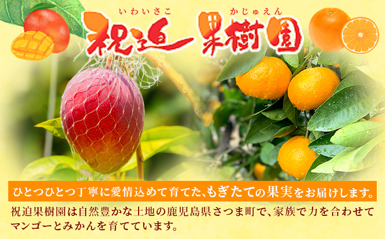 鹿児島県産 完熟マンゴー 化粧箱入り 約1kg 祝迫果樹園《6月中旬-7月中旬頃出荷》鹿児島県 さつま町 マンゴー 果実 果物 くだもの フルーツ 果肉 果汁 高級 ご褒美 贅沢 グルメ---stm-
