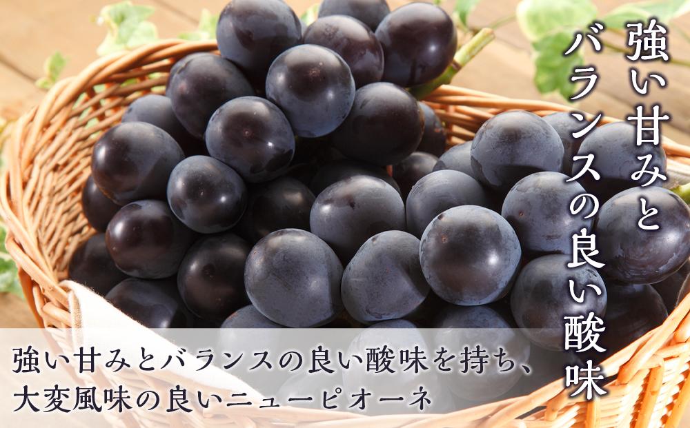 桃 ぶどう 2024年 先行予約 岡山の 果物 詰合せ 岡山 白桃 2玉 ニュー ピオーネ 2房 化粧箱入り岡山県産 国産 フルーツ 果物 ギフト 