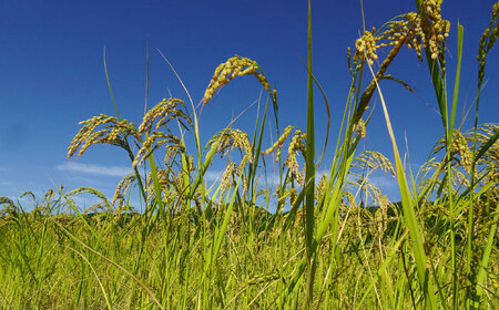 ＼ 新米 先行予約 ／ 選べる白米or玄米 つばくろ米 10kg 米 白米 玄米 国産 岐阜 白川町 / つばくろ農園[AWCB002]