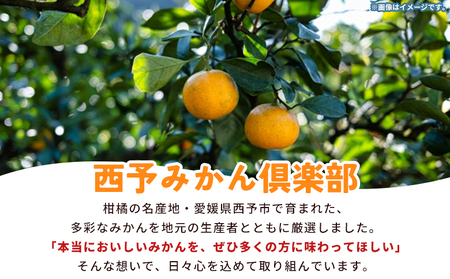 ＜西予の美味しい柑橘セレクト（ご家庭用）／おまかせ柑橘セット（小）約2～2.5kg＞ 果物 くだもの フルーツ 蜜柑 みかん ミカン 柑橘 ご家庭用 温州みかん 食べて応援 国産 愛媛県産 特産品 西