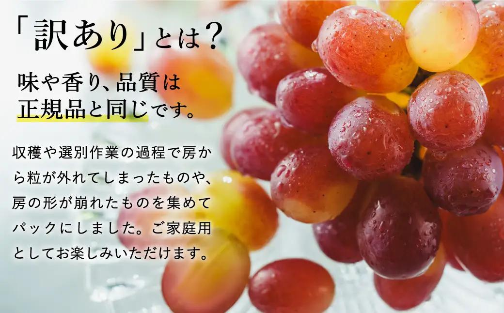 紫苑（しえん）豊岡ぶどう 訳あり 約300g×4パック【2026年先行予約・数量限定】