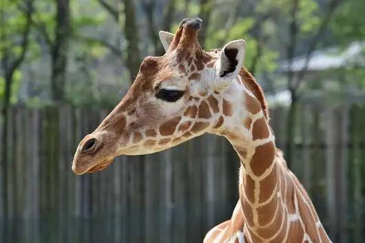 東武動物公園 入場券 ペア 2枚 セット