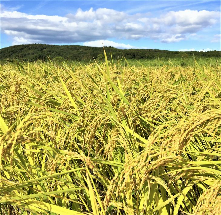 米 玄米 20kg/石川県能登産こしひかり　玄米20kg（10kg×2袋）/日本初！世界農業遺産認定「能登の里山里海」の恵み ※2024年1月中旬～2月下旬頃に順次発送予定