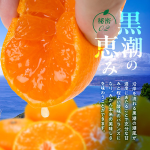 【2026年先行予約】田村みかん／9kg秀品【大玉サイズ】_V7472