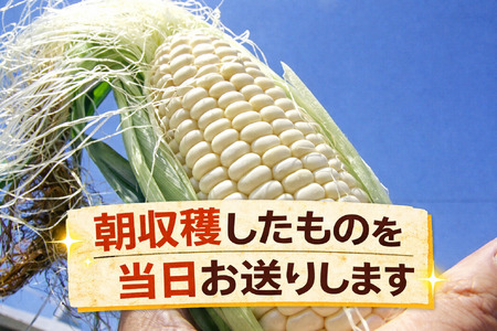 訳あり 北海道 雪の妖精（ホワイトコーン）11～12本入り とうもろこし トウモロコシ 数量限定 期間限定 甘い 朝採り 約5㎏