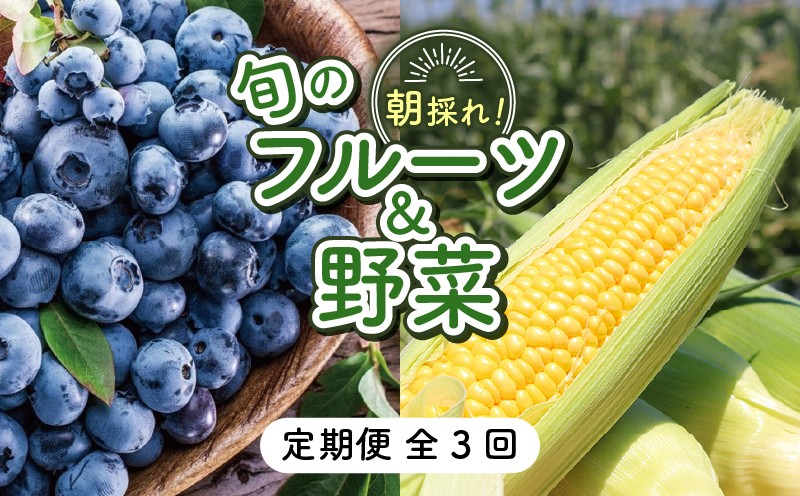 
                  【先行予約】【全3回定期便】完熟生ブルーベリー（サザンハイブッシュ系・ラビットアイ系）各600g スイートコーン 1.7kg (約5本) | 2027年発送 定期便 早期予約 農家直送 生 ブルーベリー スイートコーン とうもろこし トウモロコシ フルーツ  果物 野菜 厳選 人気 家庭用 ギフト 贈り物 旬 甘い 先行予約 産地直送 小分け 冷蔵 期間限定 季節限定 おすすめ 高知県 南国市
                