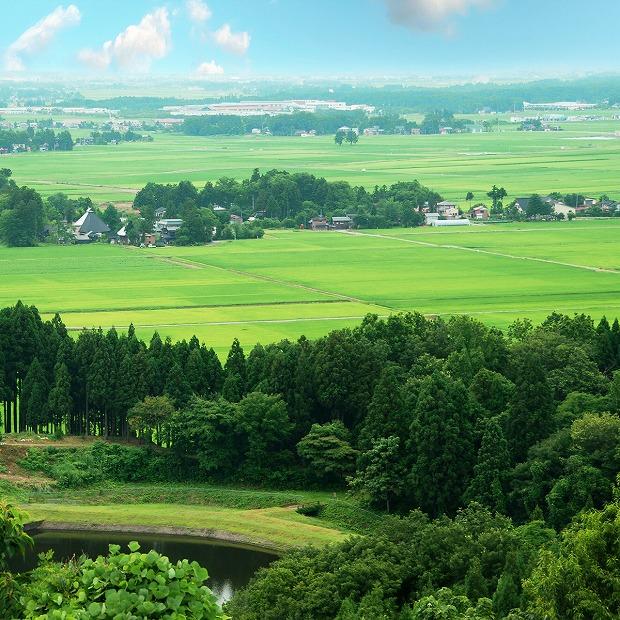 【定期便全12回】無洗米新潟県産コシヒカリ10kg