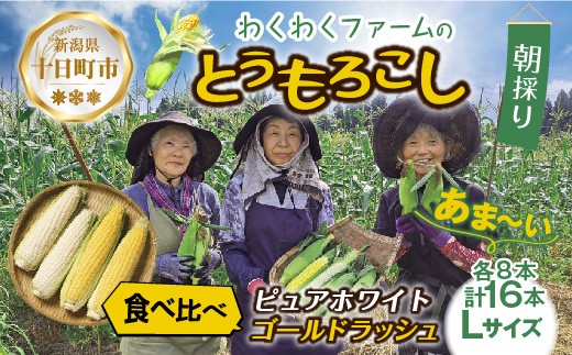 
                  令和7年産 朝採れ とうもろこし ゴールドラッシュ ピュアホワイト Lサイズ 各8本 計16本 食べ比べ 産地直送 農園 野菜 わくわくファーム 送料無料 グルメ 
                