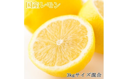 
										
										【産直】和歌山産レモン約3kg（サイズ混合）※2025年3月中旬～5月下旬頃に順次発送予定
									