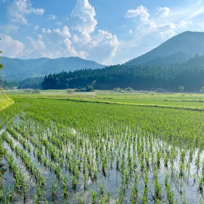ふるさと納税 設楽町 新米 令和8年度産 名倉高原米 コシヒカリ 1kg 米 お米 精米 白米 |  | 01