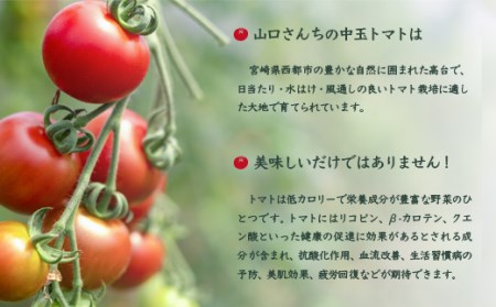 【先行予約】山口さんちの中玉トマト　約2kg　宮崎県西都市産＜1-280＞＊