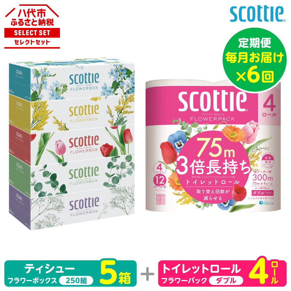 【定期便6回】【毎月お届け】【スコッティ】 組み合わせ ティシュー フラワーボックス 250組 5箱 計30箱 トイレットロール ダブル フラワーパック 3倍長持ち 4ロール 計24ロール 八代市