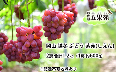 越冬 ぶどう 紫苑 （しえん）2房 合計1.2kg（1房 約600g）岡山県産 四代目 五果苑 果物 フルーツ 樹上完熟 平均糖度20度 風味豊か 減農薬 果汁たっぷり 