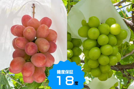 【糖度18度保証付】サンシャインレッド・シャインマスカット食べ比べ 合計約2.1kg 2～5房 FN-Limited 104-021-FN | 「赤いシャインマスカット」【数量限定】旬の美味しいフルー