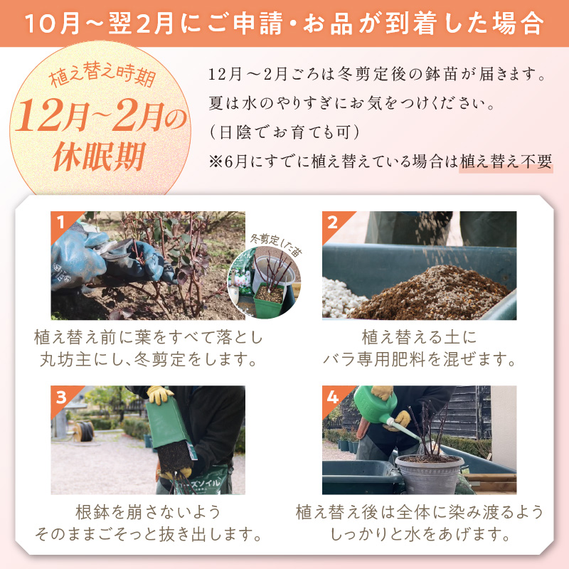 【イングリッシュローズ】デビッド・オースチン ダナヒュー6L鉢苗（バラ専用肥料付）【025D-033】