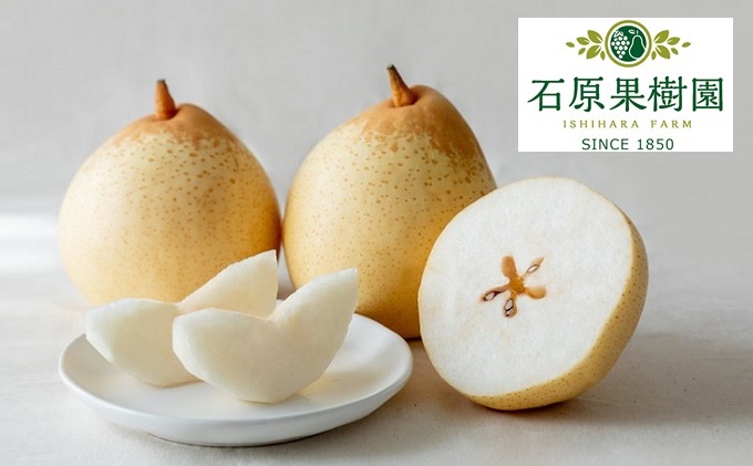 梨 2025年 先行予約 備前乙女梨（鴨梨） 6～9玉 合計約4kg【11月下旬～12月中旬頃発送】  ナシ なし 岡山県産 国産 フルーツ 果物 ギフト 石原果樹園